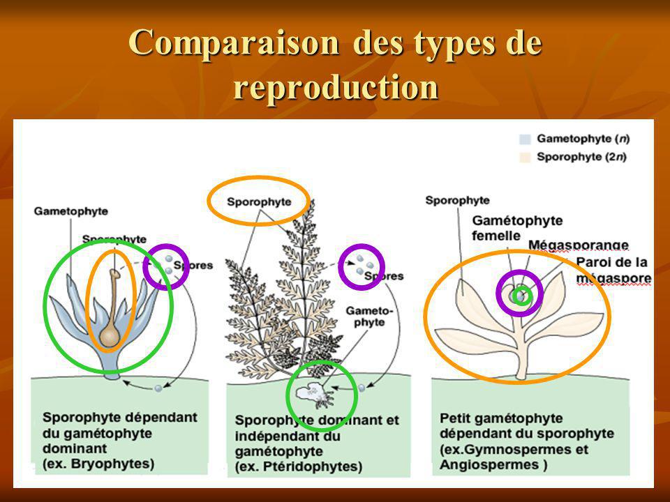 Write an essay on pteridophytes reproduction